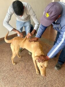 VACCINATION DRIVE